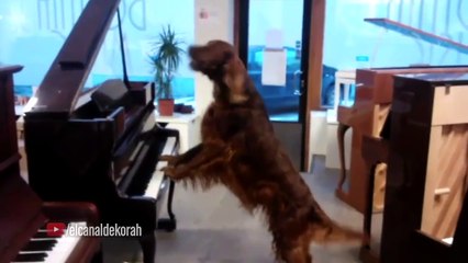 Doblando Virales 15 - Edición Mascotas