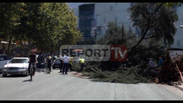 Report TV - Tiranë, rrëzohet pema te “Ushtari i Panjohur”, spostohet trafiku