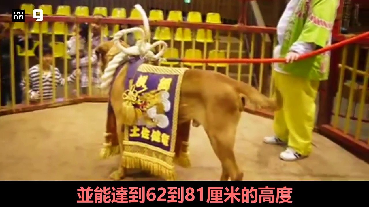 世界十大戰鬥力最強的狗 | #世界十大