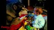 Alaskan Malamute Dog Playing And Showing Love To Babies Compilation - Dog Loves Baby Videos