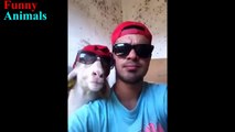 Best and Funniest Goats Video - Funny Goats Compilation