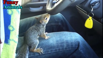Best and Funniest Squirrel Videos Compilation - Funny and Cute Squirrel