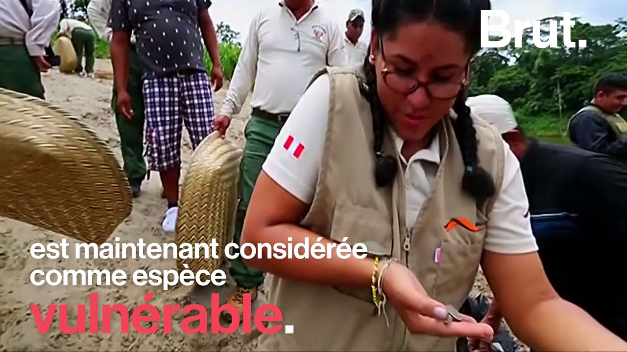 5000 bébés tortues relâchés au Pérou