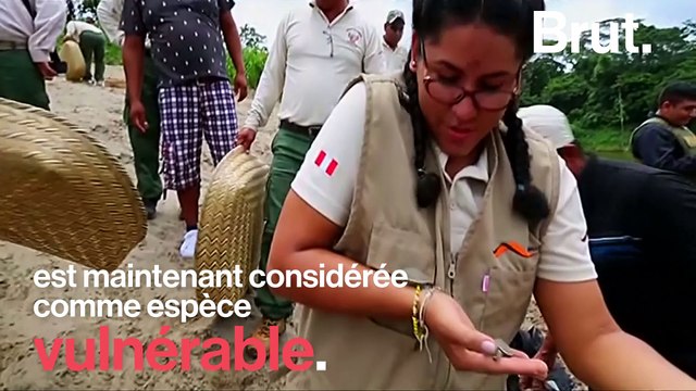 5000 bébés tortues relâchés au Pérou