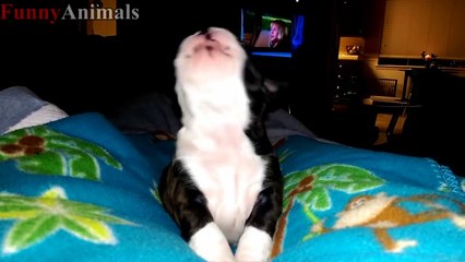 Best Of Cute Puppies Howling Videos Compilation 2017