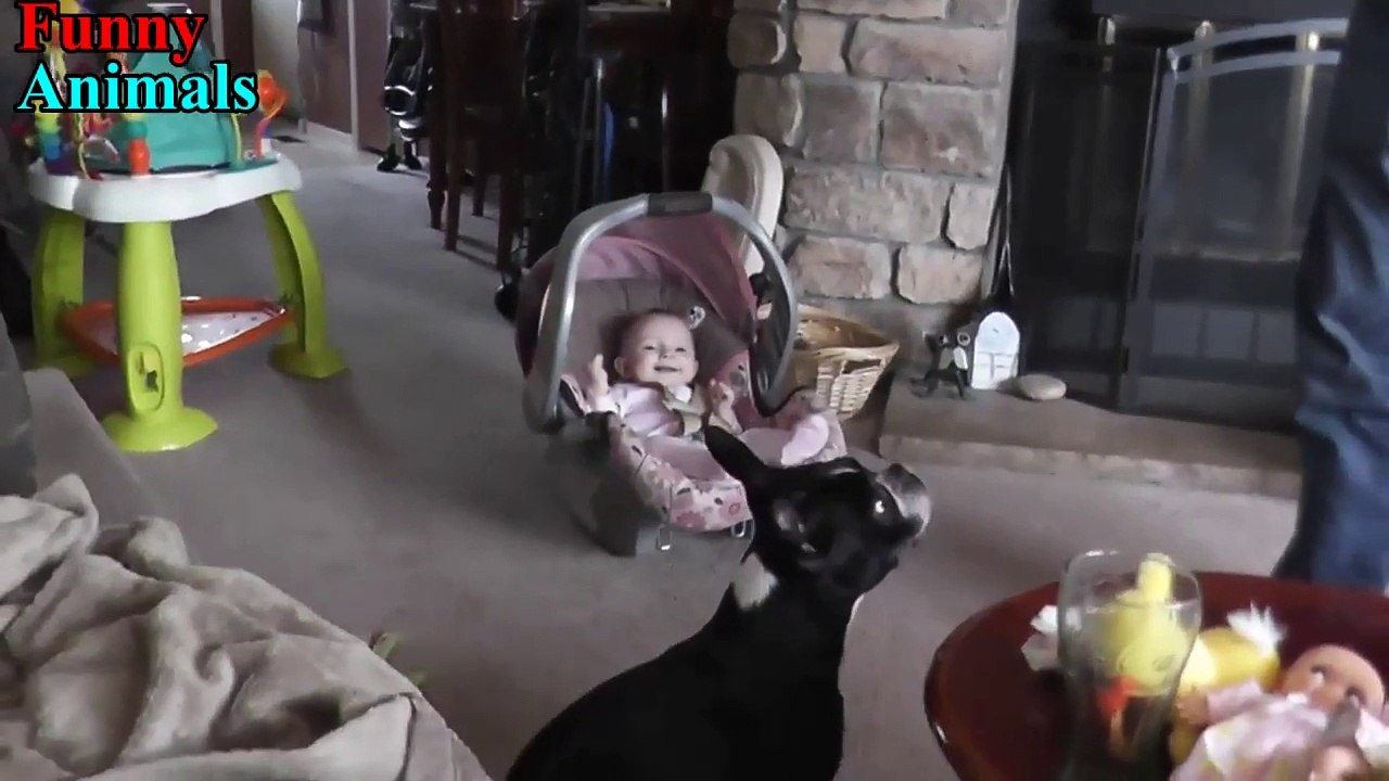 Boston Terrier Dogs Love and Kiss Baby Because They Are Best Friends - Dog Loves Baby