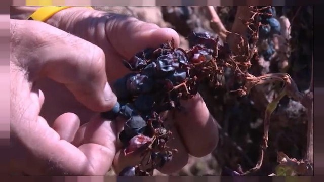 Vino: mai così poco negli ultimi 50 anni