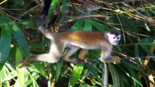 Squirrel monkey - New World monkeys