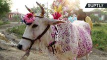 Moo-ve Out the Way! Indian Villagers Trampled by Cows in Udderly Bizarre Ritual