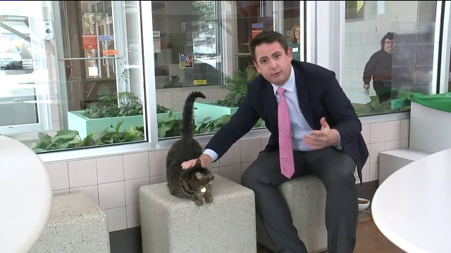 Denver Considers Cat Declawing Ban