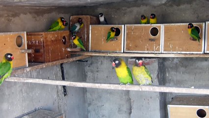 Black Mask Lovebirds Colony | Holland Yellow Chest Lovebirds Aviary