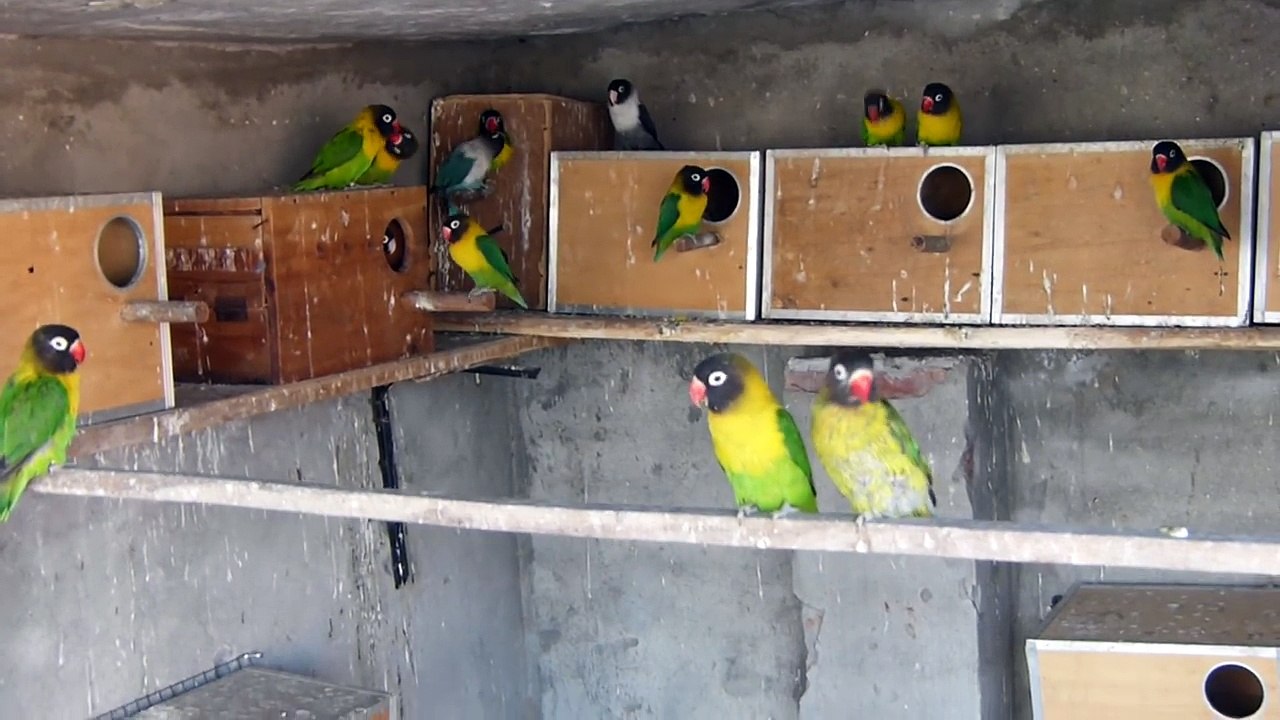 Black Mask Lovebirds Colony | Holland Yellow Chest Lovebirds Aviary