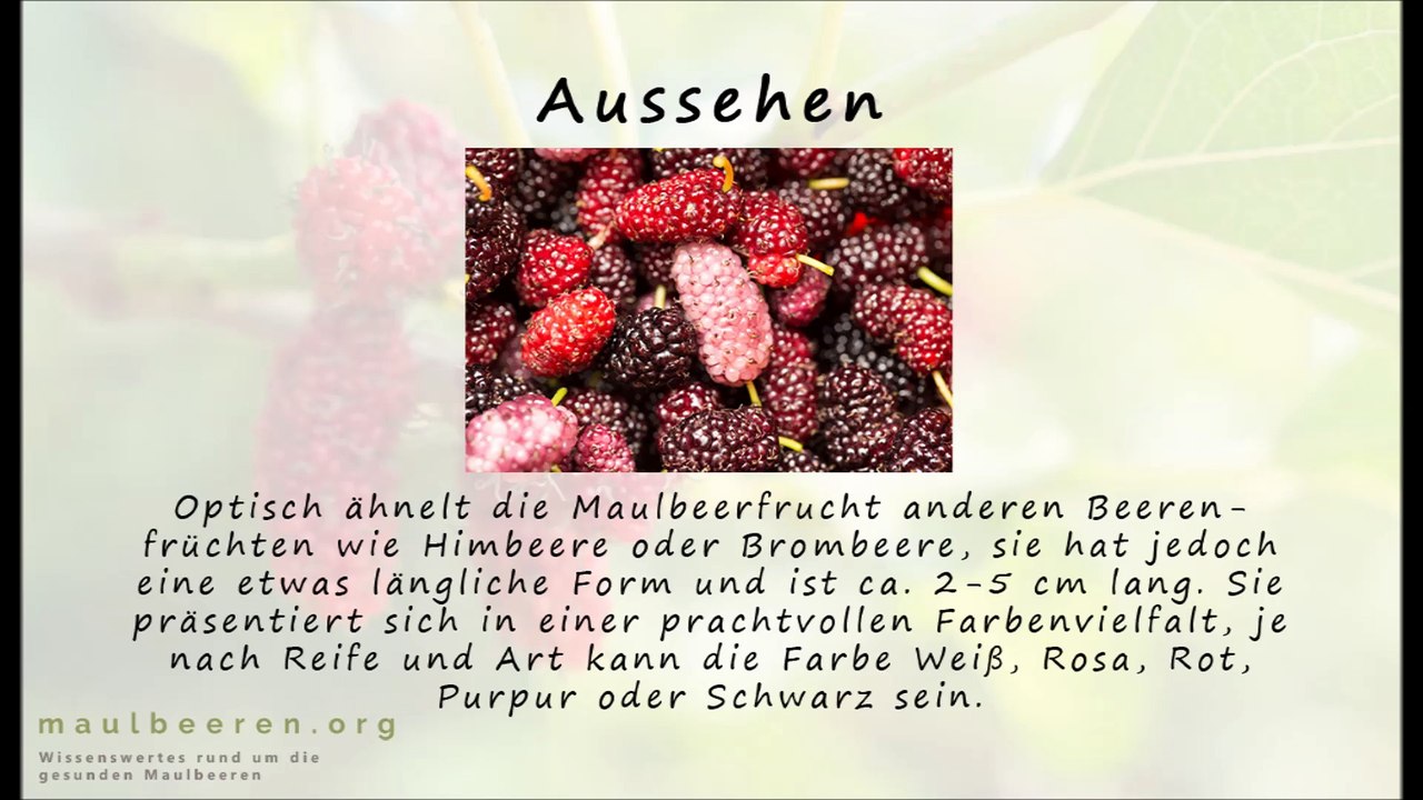 Maulbeeren - Einige Infos