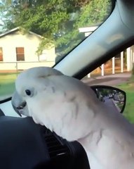 Quand un perroquet et un chien communiquent entre eux