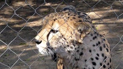 Ce guépard miaule comme un chaton