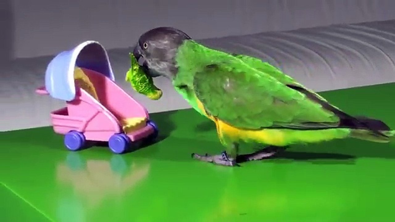 Kili-Senegal-Parrot---Pushing-Baby-in-Stroller-Trick-As-Seen-On-Late-Show-With-David-Letterman