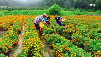 한국기행 - Korea travel_바람의 언덕 2부 내 이름은 바람 바람_#001