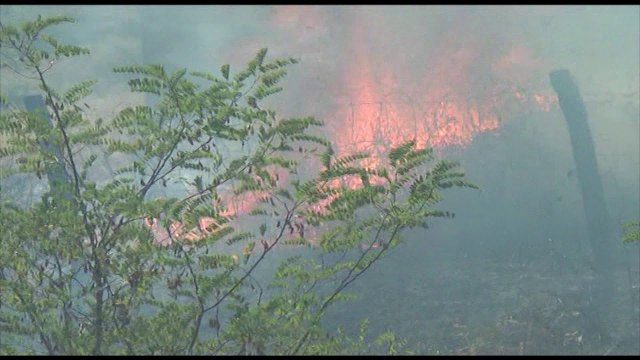 FLAKET “KERCENOJNE” BANESAT NE BUSHAT TE VAUT TE DEJES, LENDOHET ZJARREFIKESI NE TARABOSH LAJM