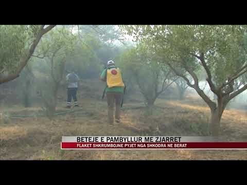 Betejë e pambyllur me zjarret, flakët shkrumbojnë pyjet - News, Lajme - Vizion Plus