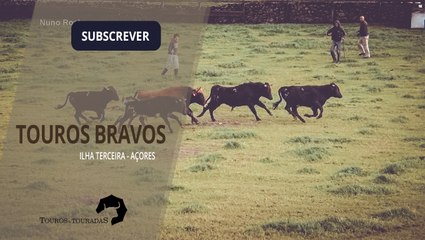 TOUROS BRAVOS