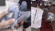 Argjentinë, policia vret “narko-pëllumbin” - Top Channel Albania - News - Lajme