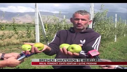 Maliq, breshëri shkatërron të mbjellat - News, Lajme - Vizion Plus