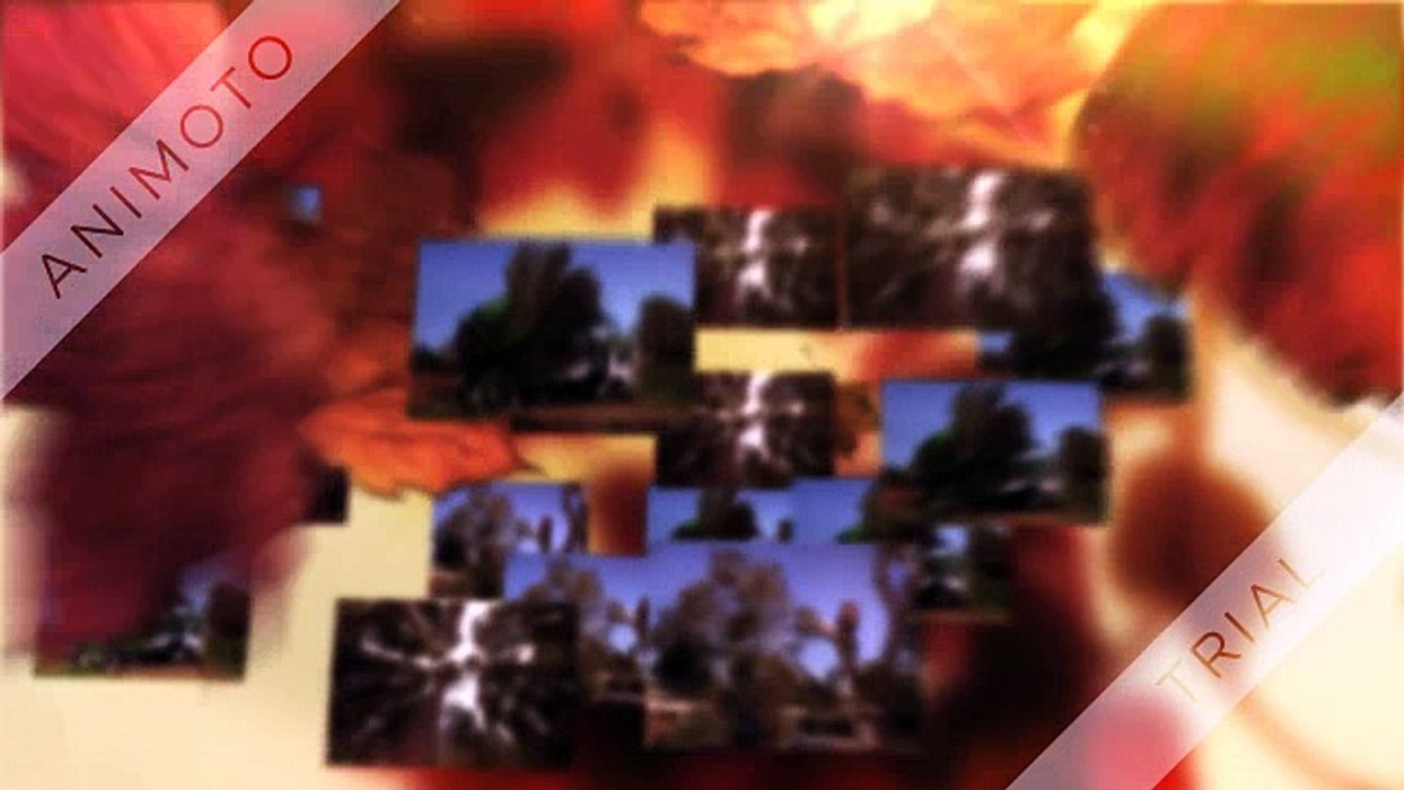 Professional Tree Removal Anaheim CA company