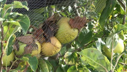 POMME - POMME