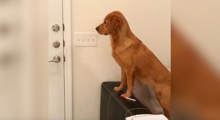 Ce chien était très impatient de retrouver son maître !