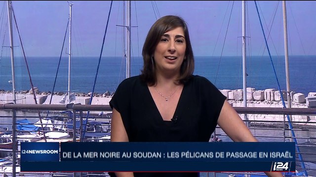 De la mer Noire au Soudan, les pélicans sont de passage en Israël