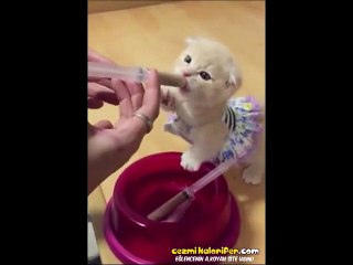 Sevimli yavru kedi 