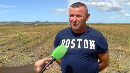 Vera e thatë, fermerët dalin me humbje në bujqësi - Top Channel Albania - News - Lajme