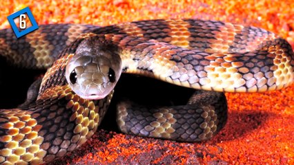 Télécharger la video: 10 Worlds Most Venomous Snakes