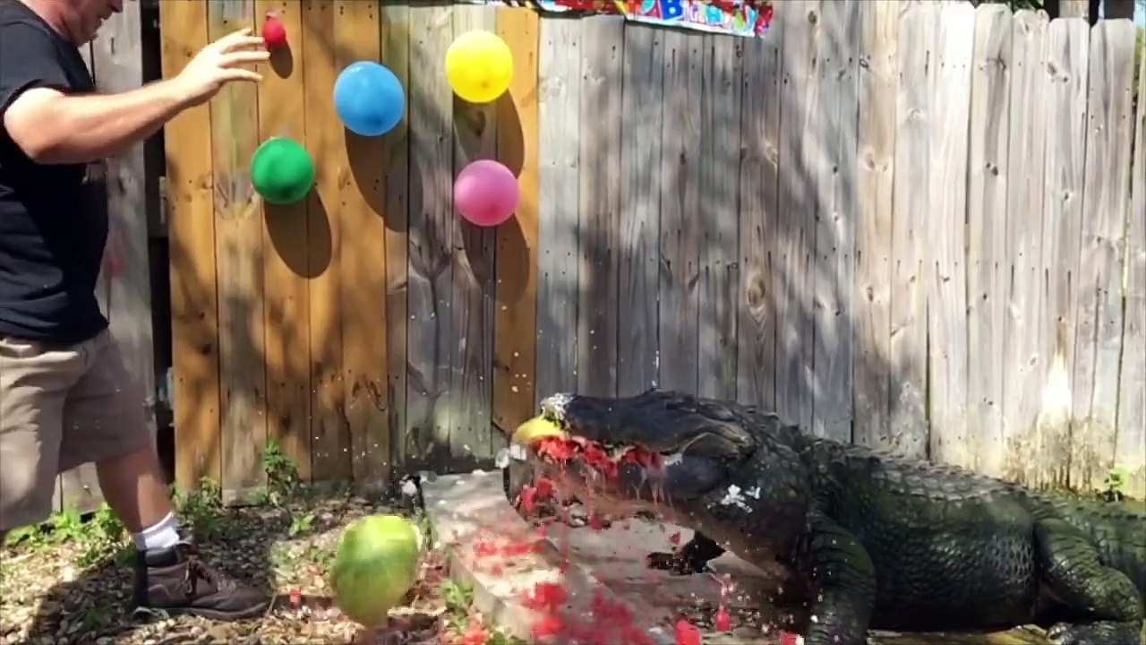 Alligator Shows Incredible Jaw Strength by Chomping on Huge Pumpkin