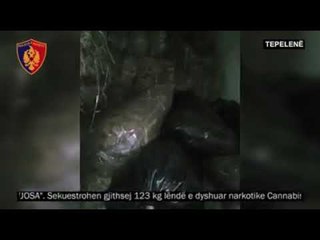 Скачать видео: Tepelenë, sekuestrohen 123 kg kanabis, arrestohet poseduesi