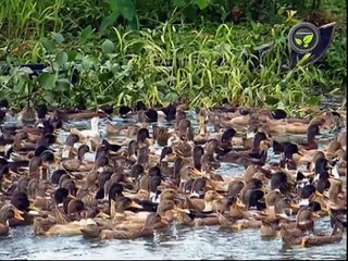 Duck Farming