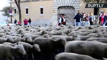 Milhares de ovelhas atravessam as ruas de Madri