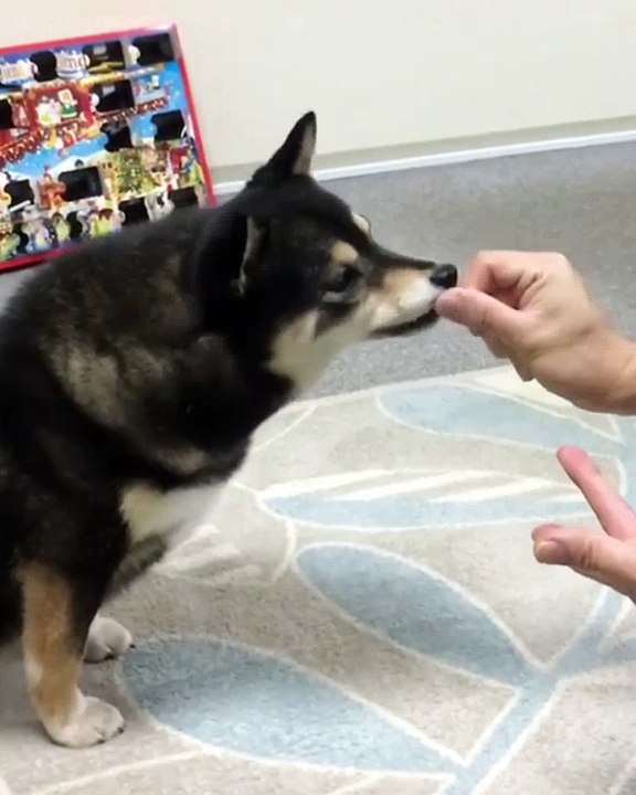 Magic Dog Treat Trick