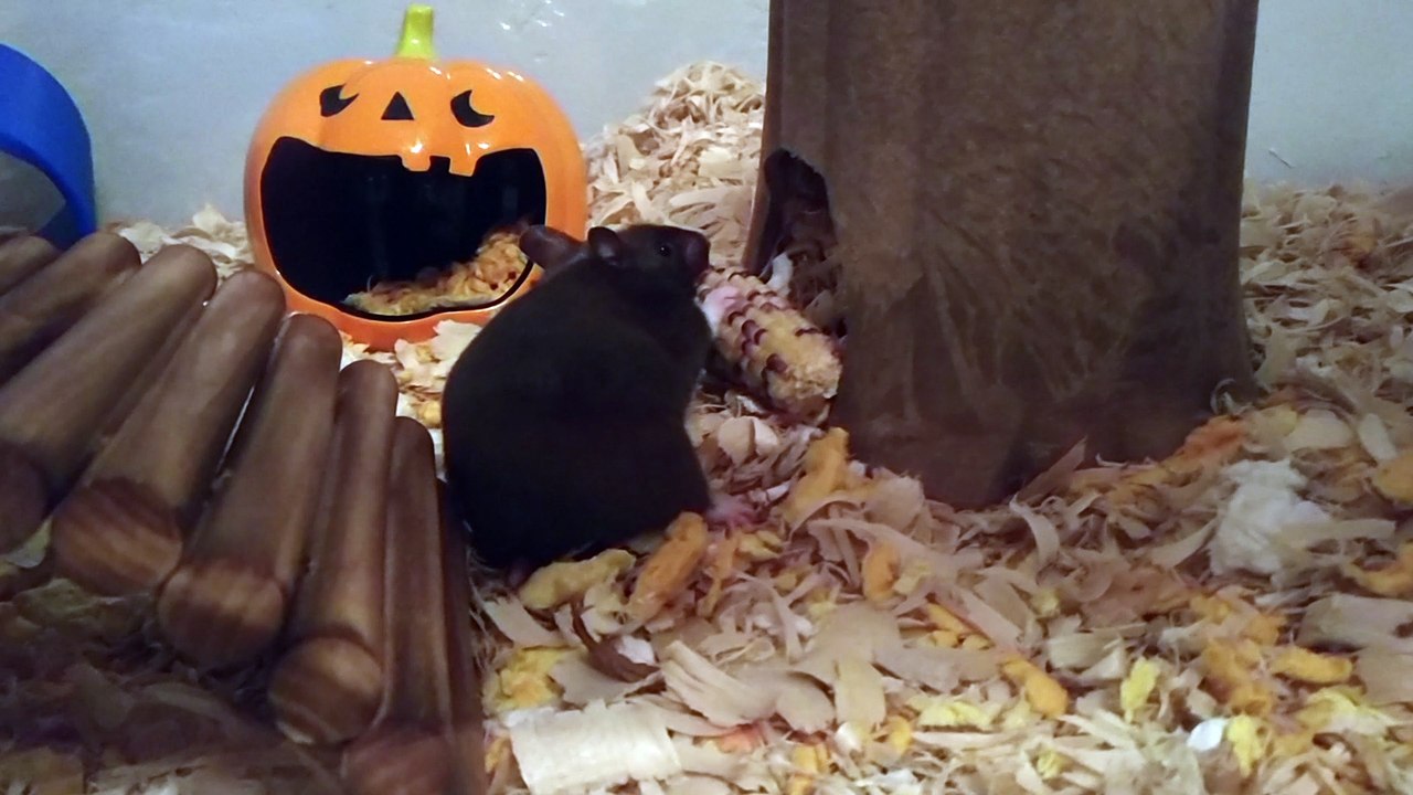 Hamster Struggle