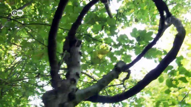 Sillas cultivadas en árboles | Euromaxx