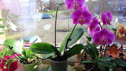 ОРХИДЕЯ: ОСНОВНЫЕ ПРАВИЛА УСПЕШНОГО ВЫРАЩИВАНИЯ ДОМА ОРХИДЕИ ФАЛЕНОПСИС. 1 ЧАСТЬ #oldenburg.ru