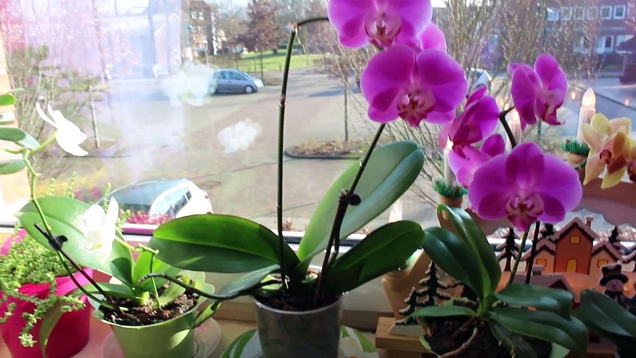 ОРХИДЕЯ: ОСНОВНЫЕ ПРАВИЛА УСПЕШНОГО ВЫРАЩИВАНИЯ ДОМА ОРХИДЕИ ФАЛЕНОПСИС. 1 ЧАСТЬ #oldenburg.ru