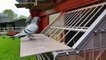 come back home homing pigeons & breeding racing pigeons loft