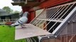 come back home homing pigeons & breeding racing pigeons loft