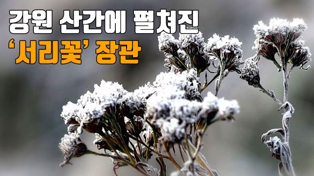 [자막뉴스] 강원 산간에 펼쳐진 '서리꽃 장관' / YTN