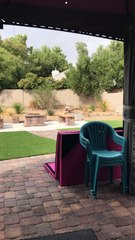 Coyote Trapped in Backyard