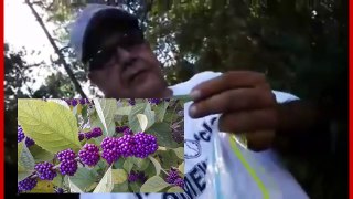 Beauty berry identification in the wild Hard to miss