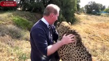 What Its Like Having A Cheetah As A Friend | Big Cat Shows Love W/ Hugs Kisses Purrs | 3rd Reunion