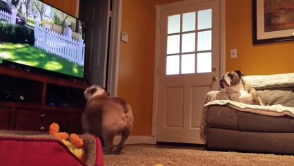 Hidden camera captures two bulldogs interacting with TV program