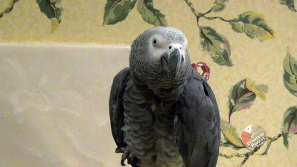 This parrot is a stinker!